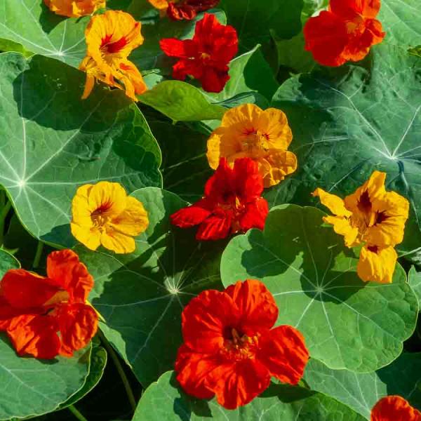 Fleurs - Capucine Tom Pouce en Mélange - face recto